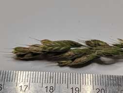 Слика од Bromus hordeaceus subsp. hordeaceus