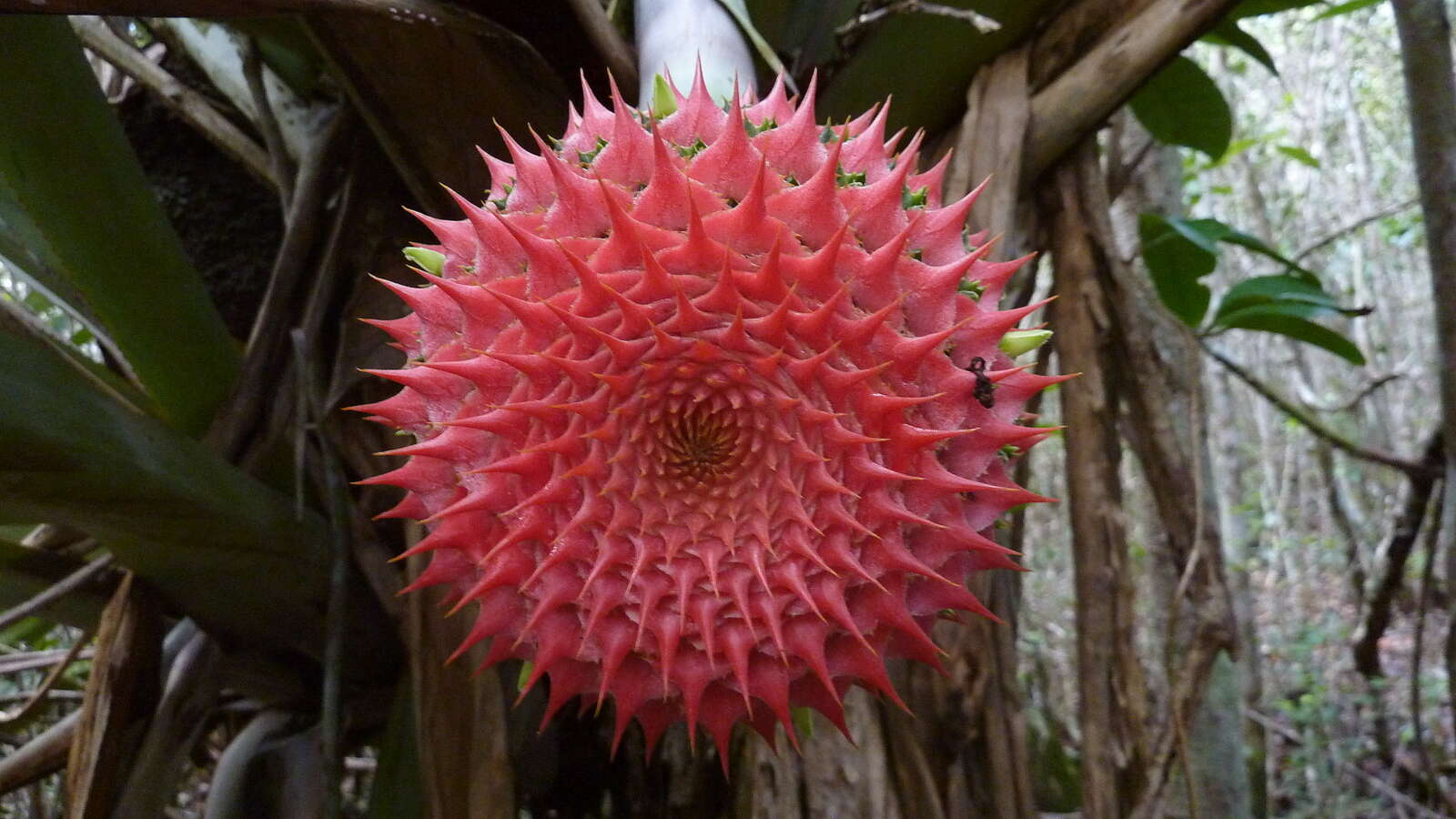 Image of Aechmea multiflora L. B. Sm.