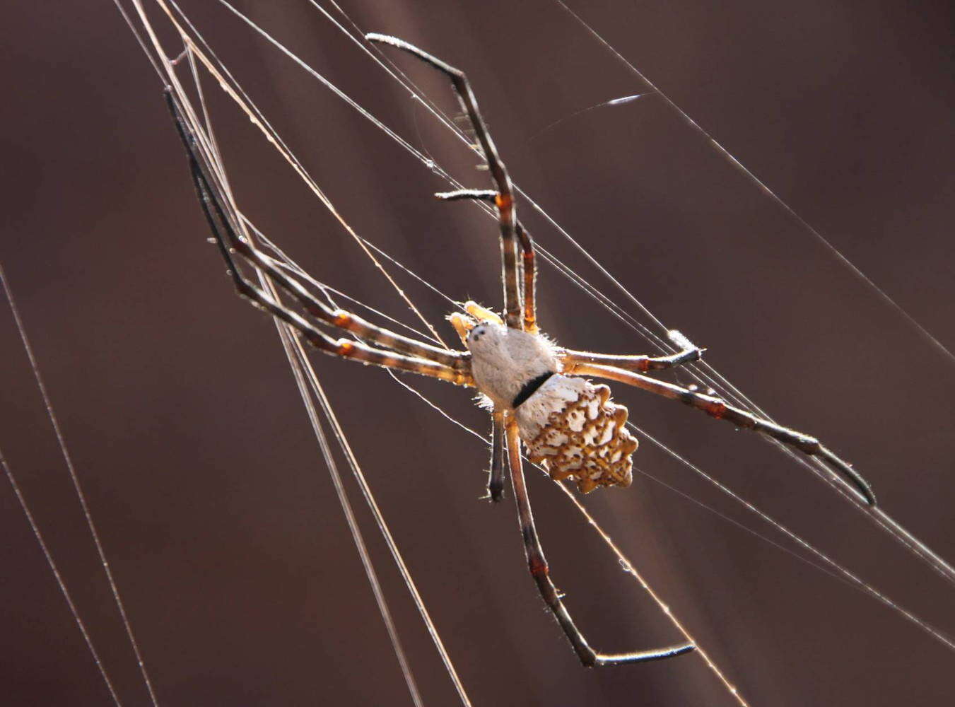 Image of Argiope sector (Forsskål 1776)