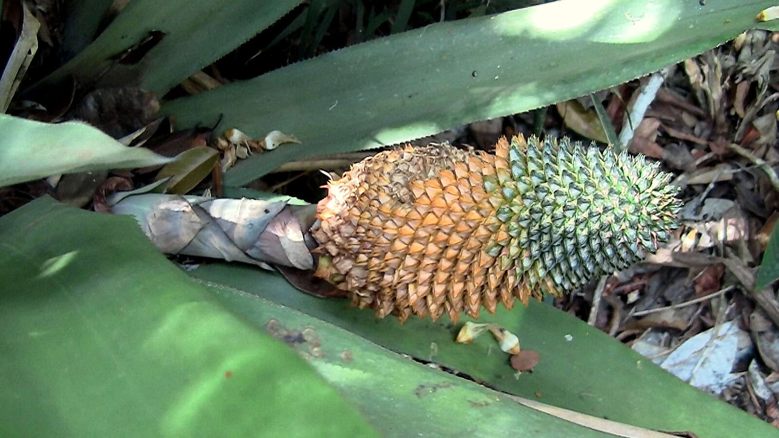 Image of Aechmea multiflora L. B. Sm.