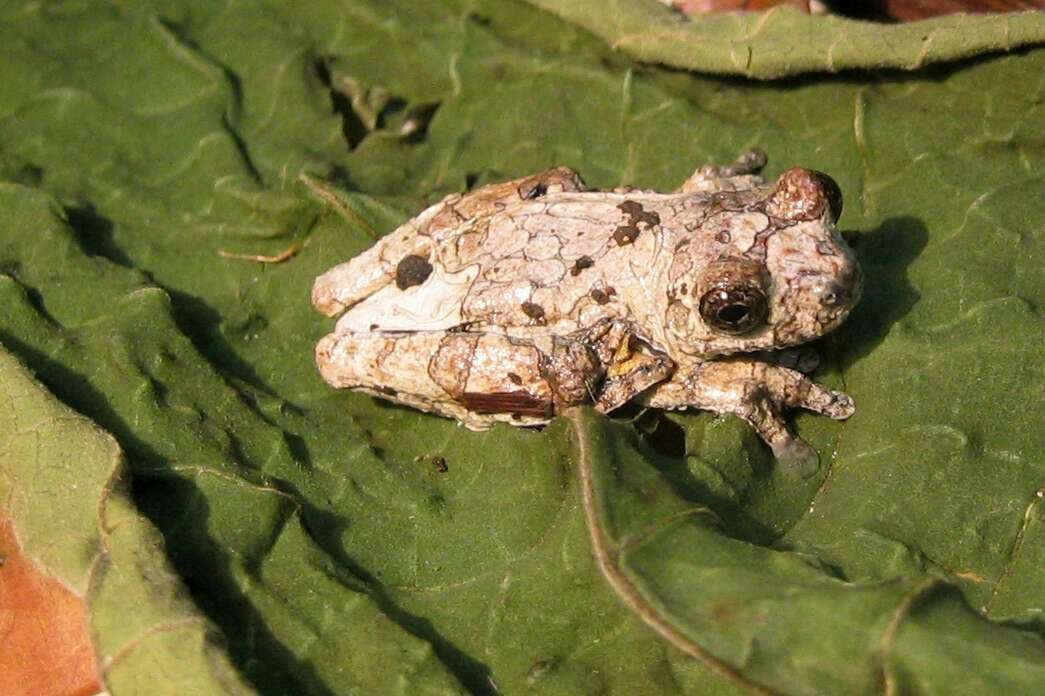 Imagem de Dendropsophus marmoratus (Laurenti 1768)