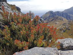 Image of Protea venusta Compton