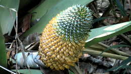 Image of Aechmea multiflora L. B. Sm.