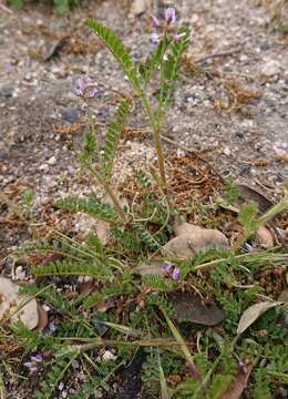 Image of Astragalus pelecinus (L.) Barneby