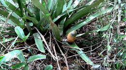 Image of Aechmea multiflora L. B. Sm.