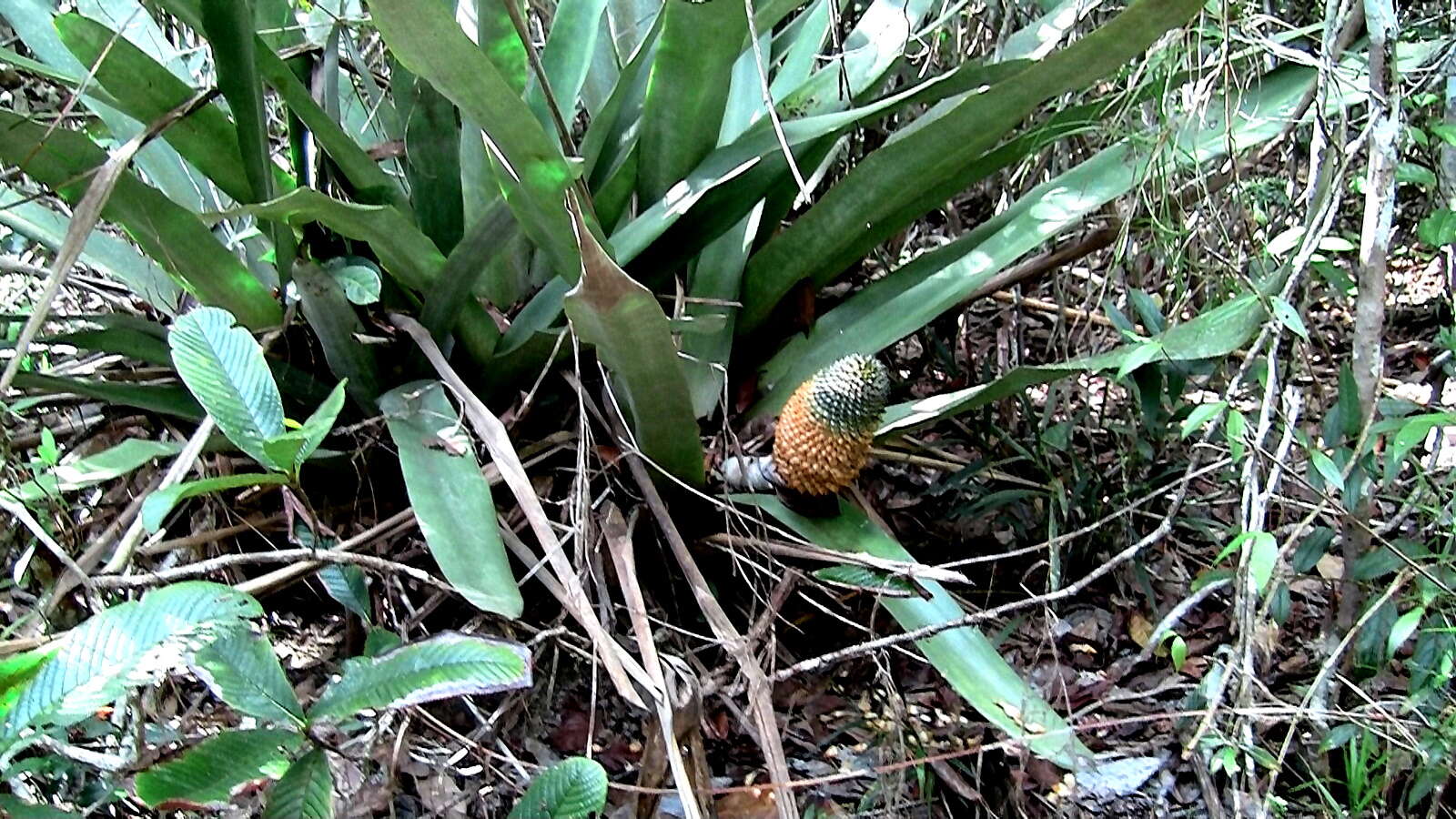 Image of Aechmea multiflora L. B. Sm.