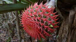 Image of Aechmea multiflora L. B. Sm.