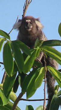 Image de Ouistiti à toupets blancs