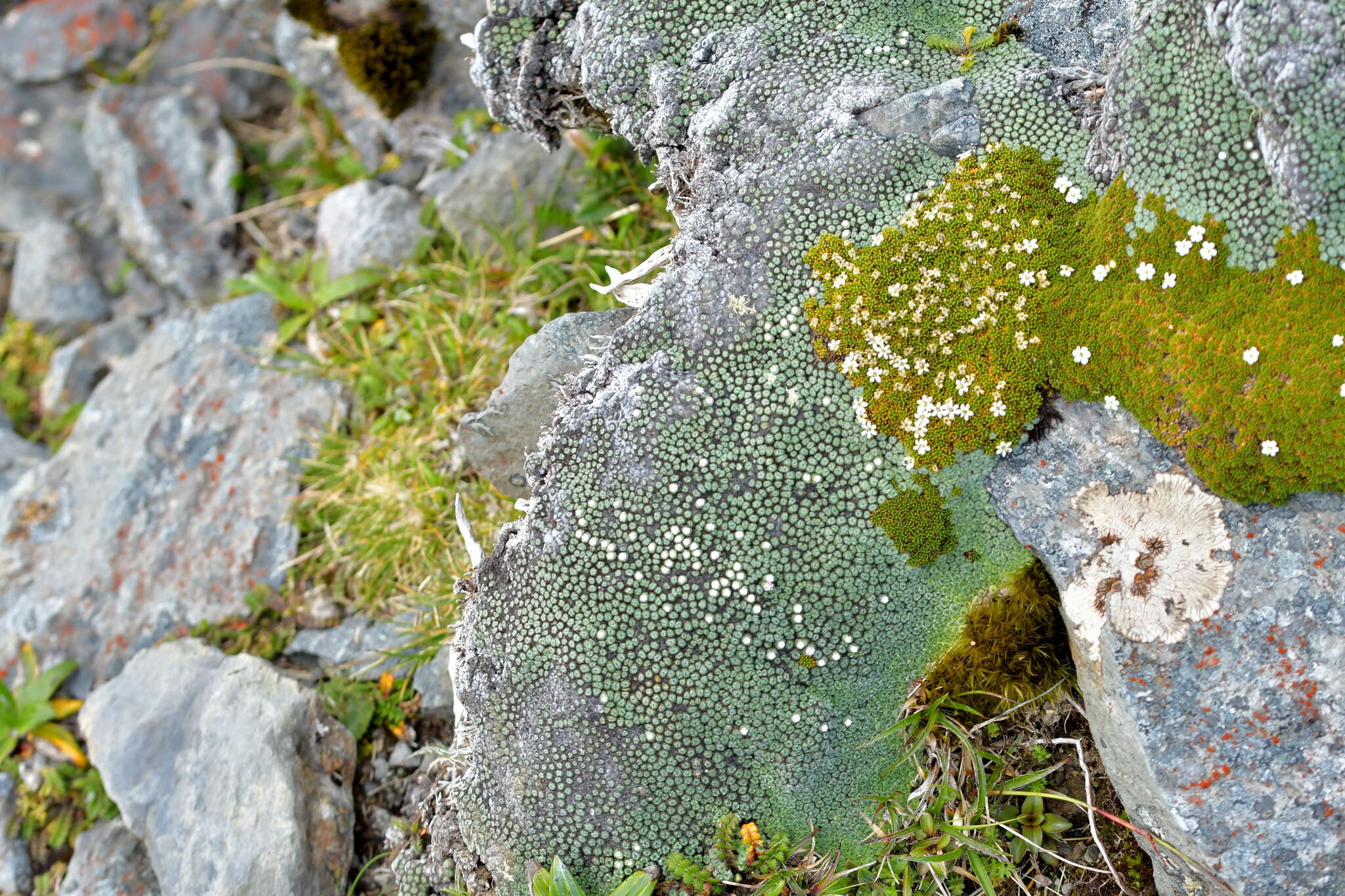 Image of Psychrophyton rubrum (J. Buch.) Beauv.