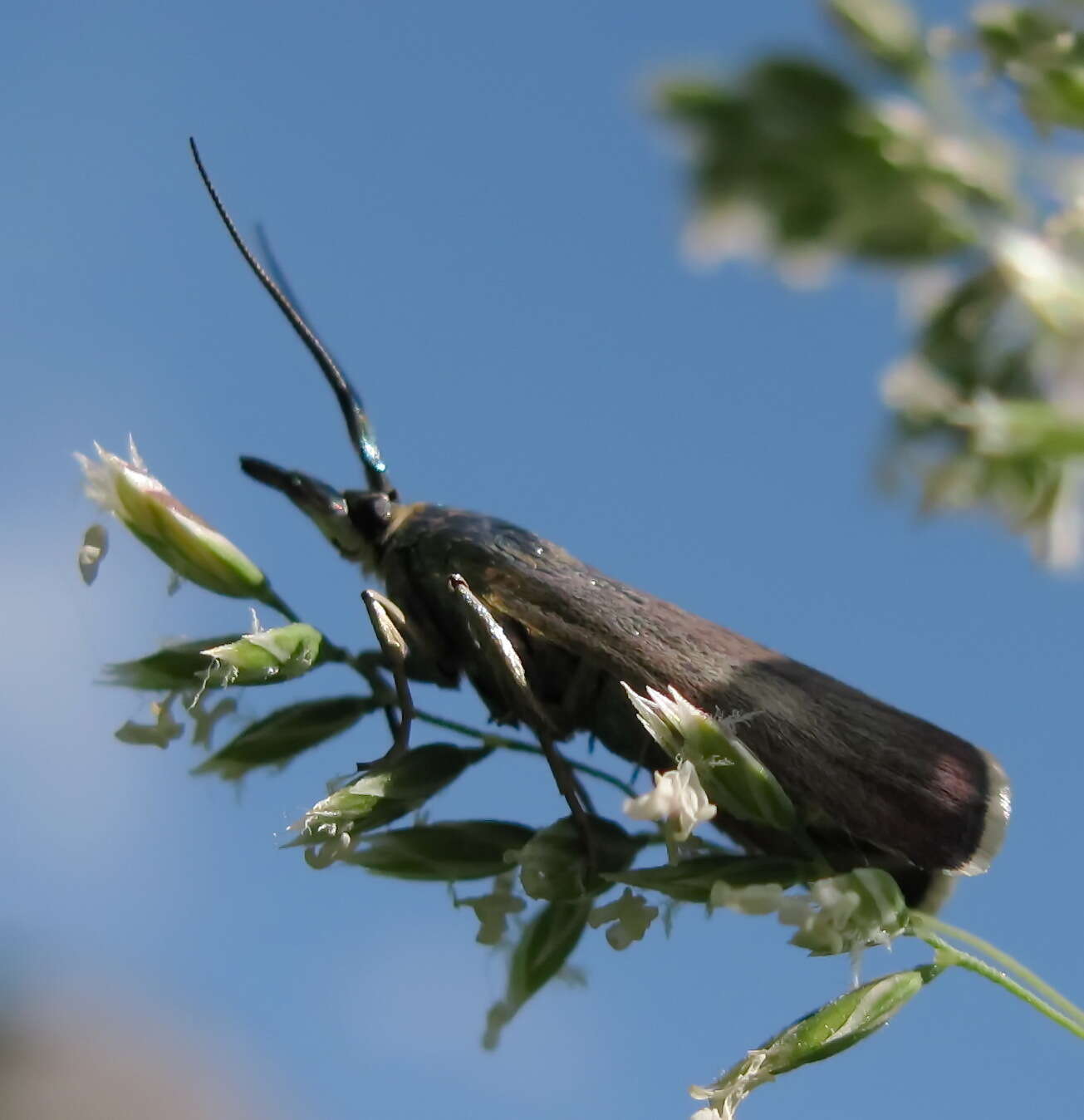 Image of Hypochalcia decorella Hübner