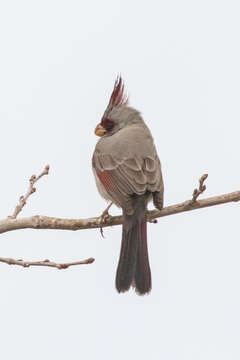 Imagem de Cardinalis sinuatus Bonaparte 1838