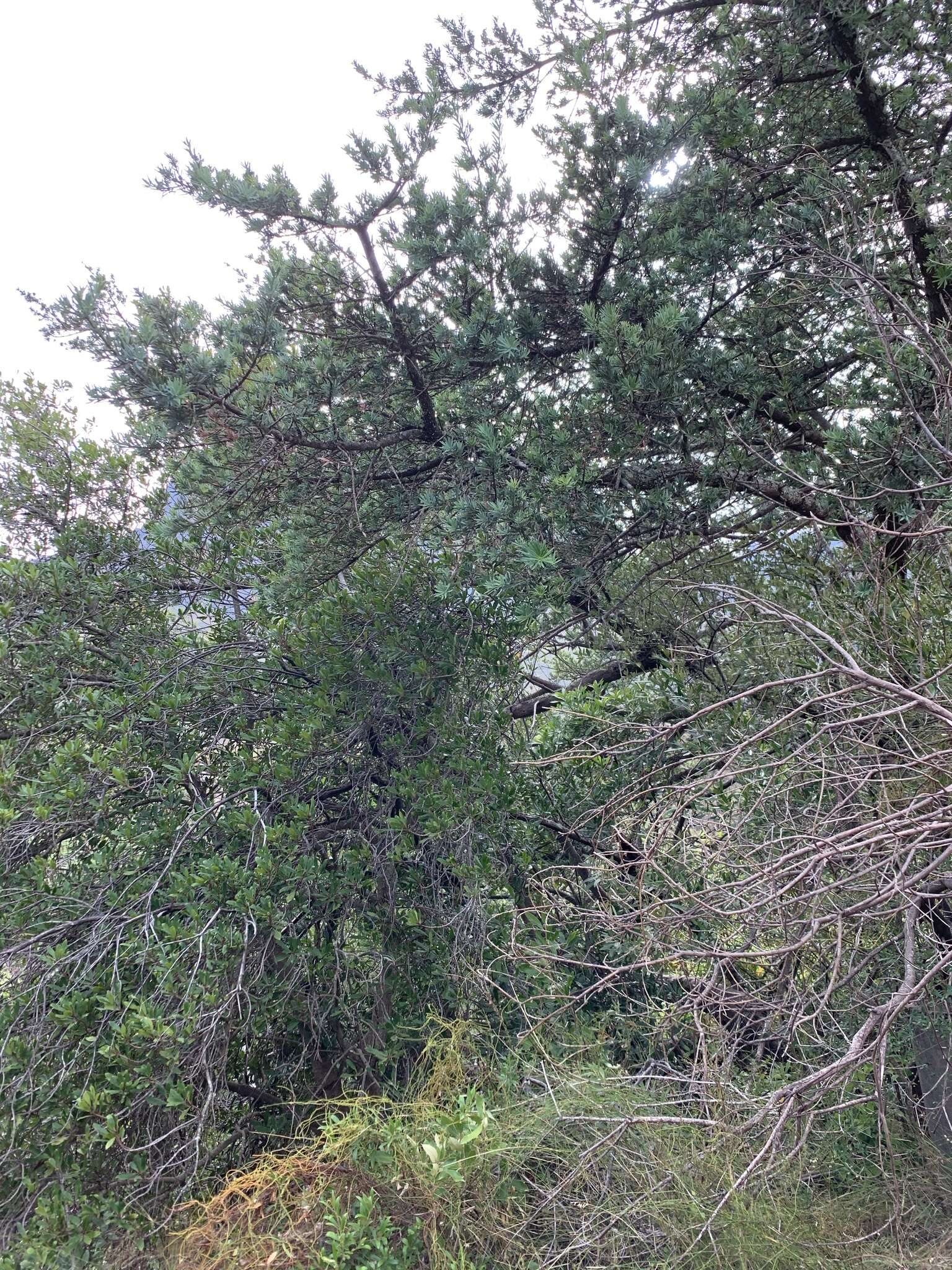 Image of Breede River Yellowwood