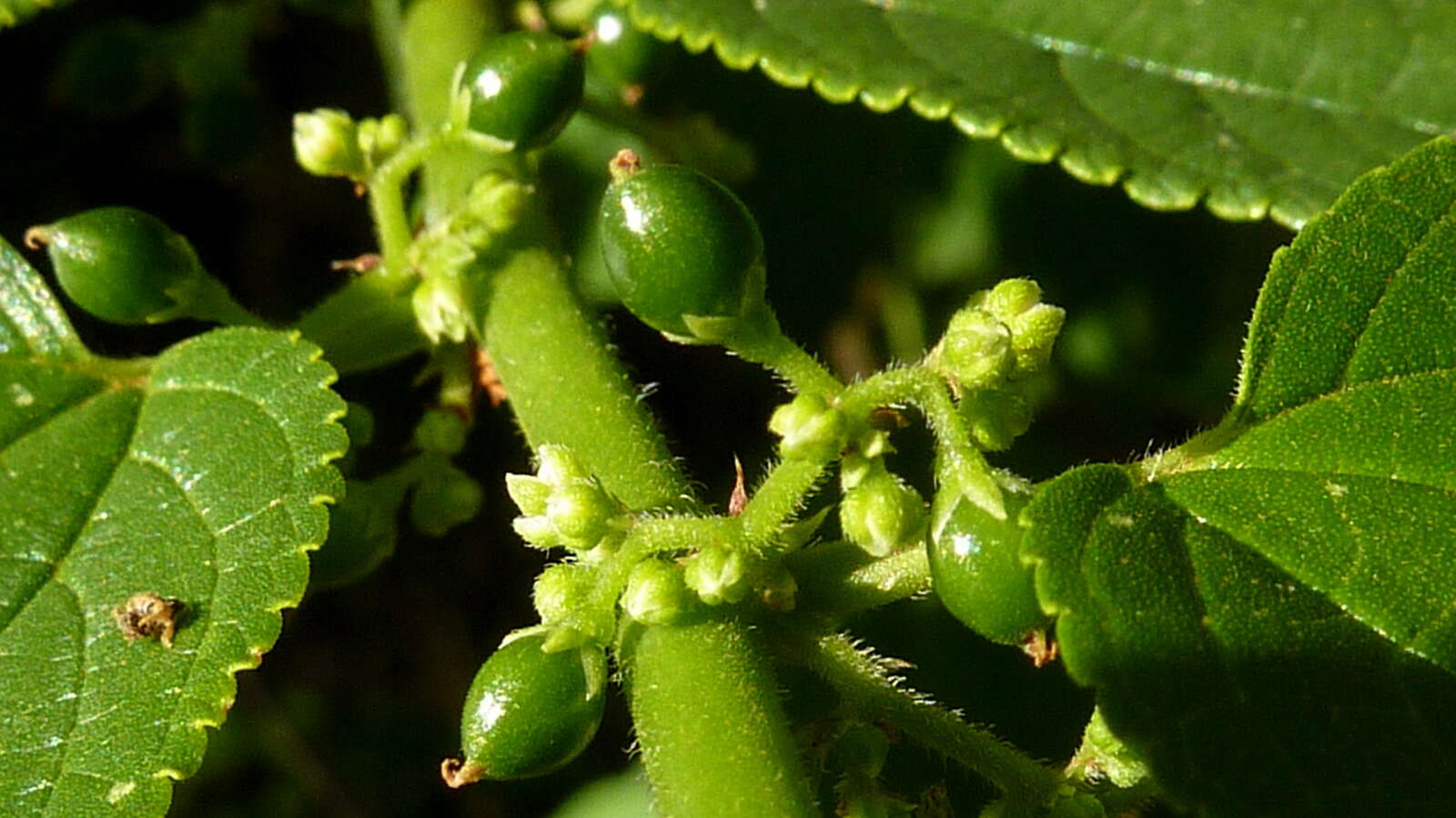 Image of Florida trema