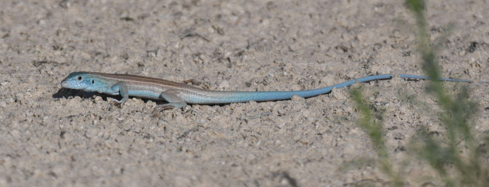 Image of Aspidoscelis inornatus gypsi (Wright & Lowe 1993)