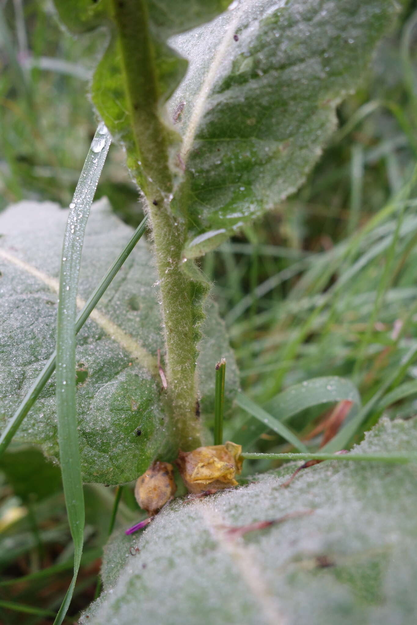 Image of denseflower mullein