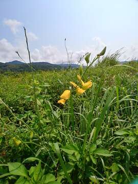 Crotalaria juncea L. resmi