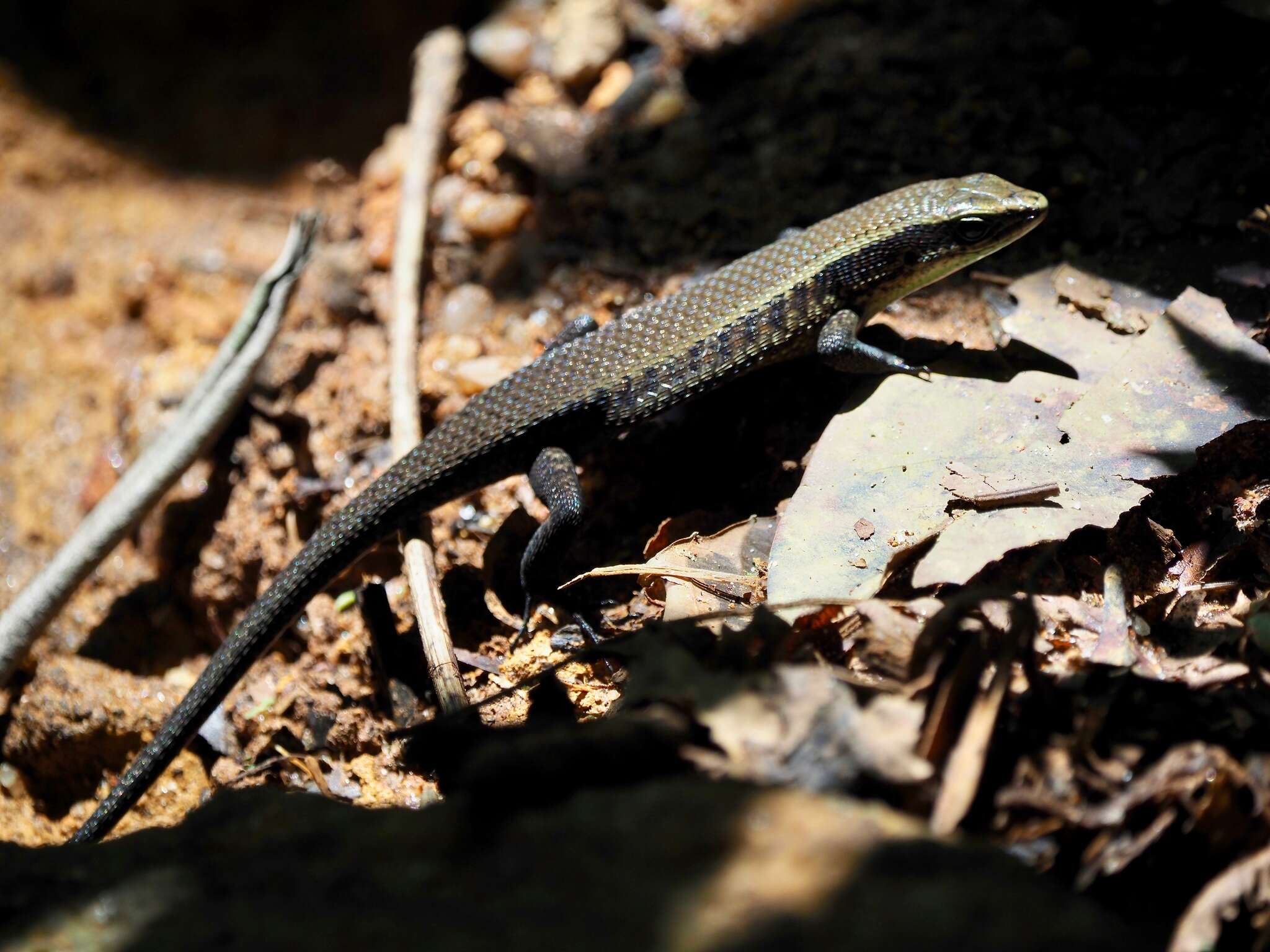 Image of Eutropis lankae