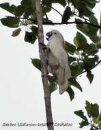 Cacatua moluccensis (Gmelin & JF 1788) resmi