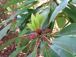 Image of Daphniphyllum macropodum Miq.