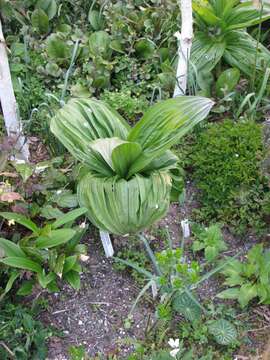 Image of black false hellebore