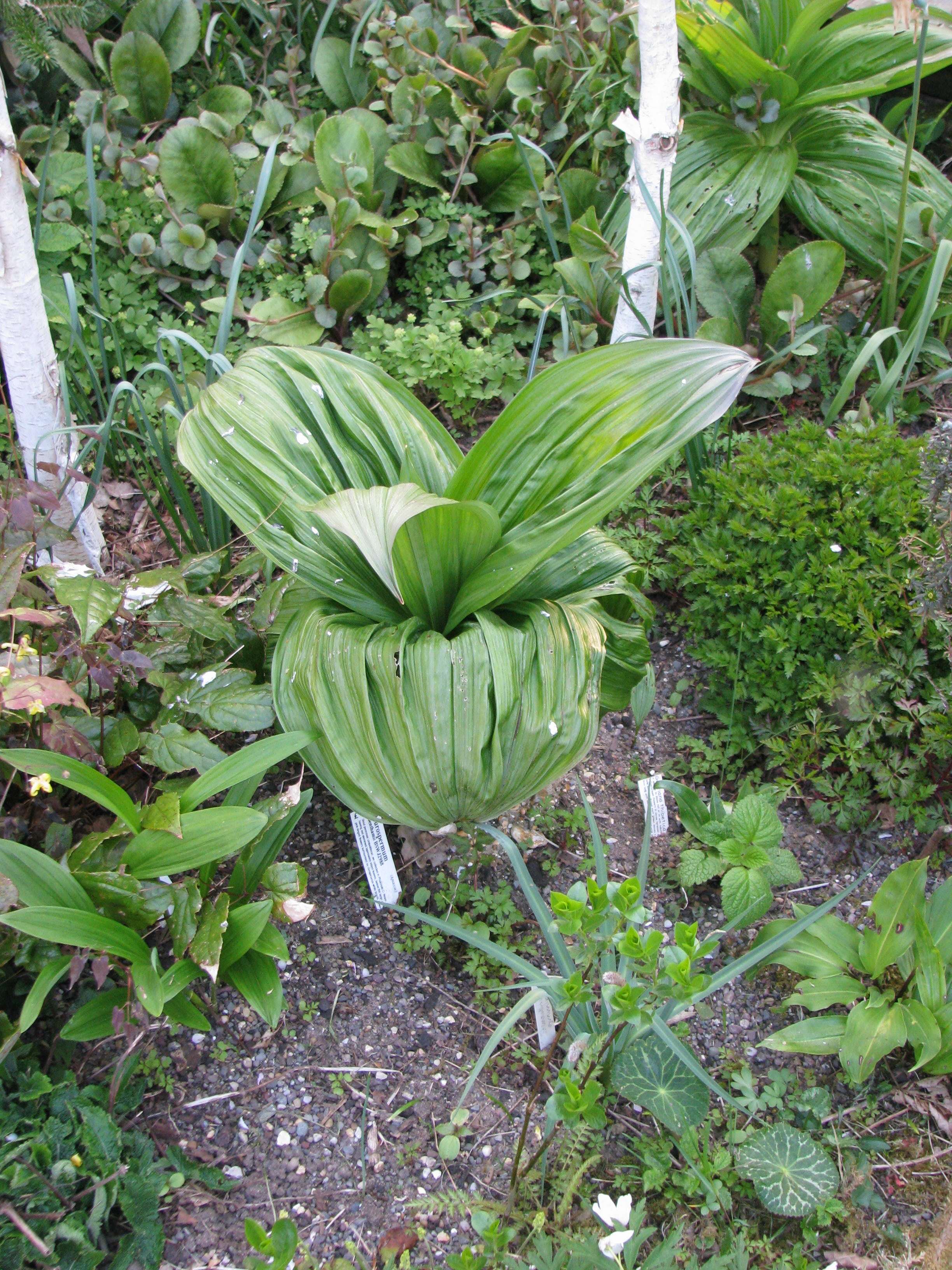 Image of black false hellebore