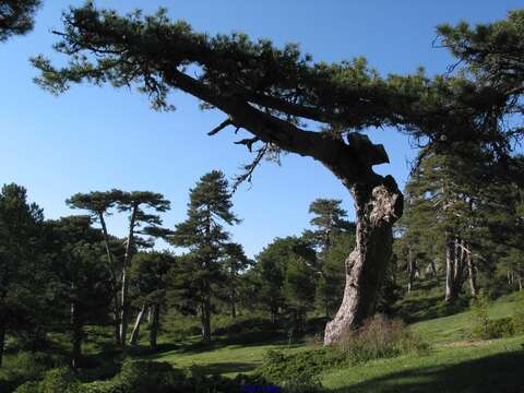 Image of Pinus nigra subsp. salzmannii (Dunal) Franco