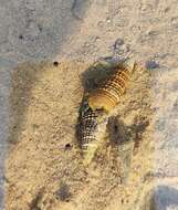 Image of girdled horn shell