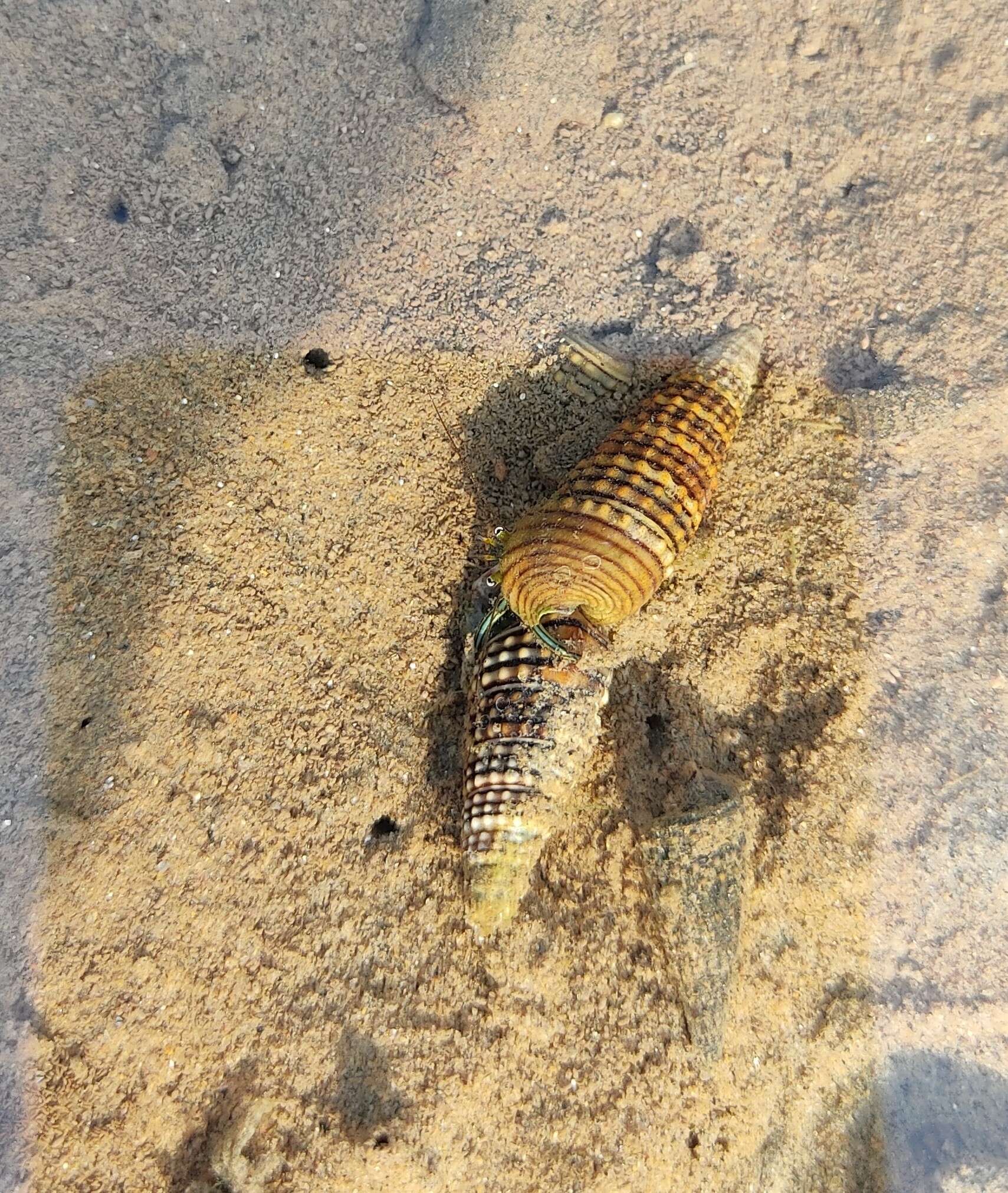 Image of girdled horn shell