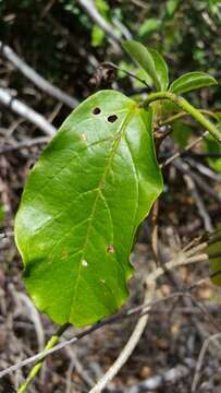 Image of Metaporana sericosepala Verdcourt