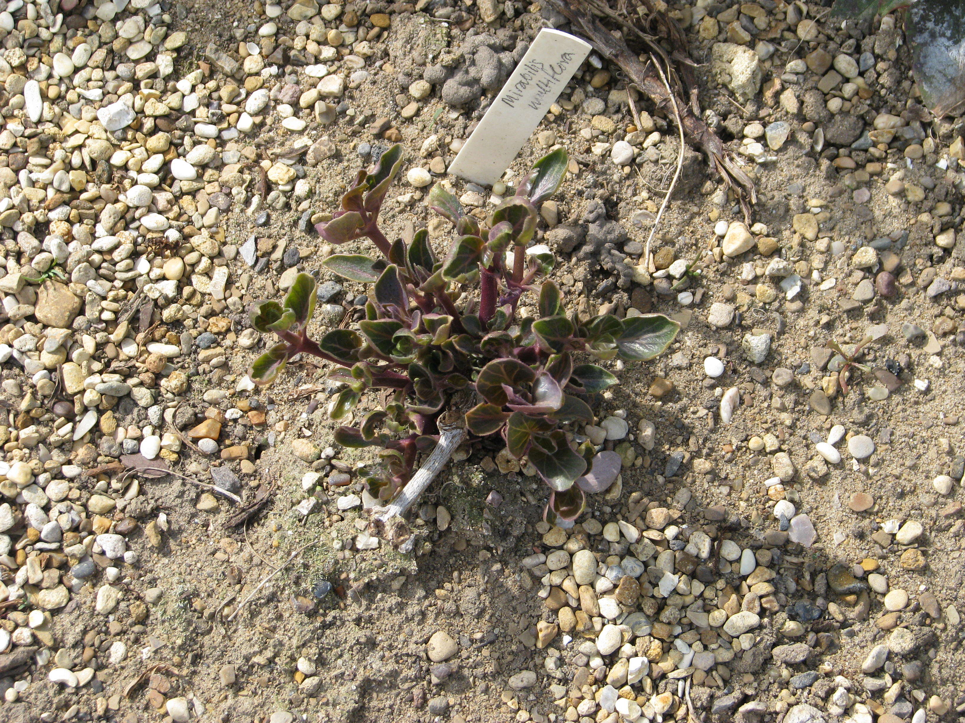 Image de Mirabilis multiflora (Torr.) Gray