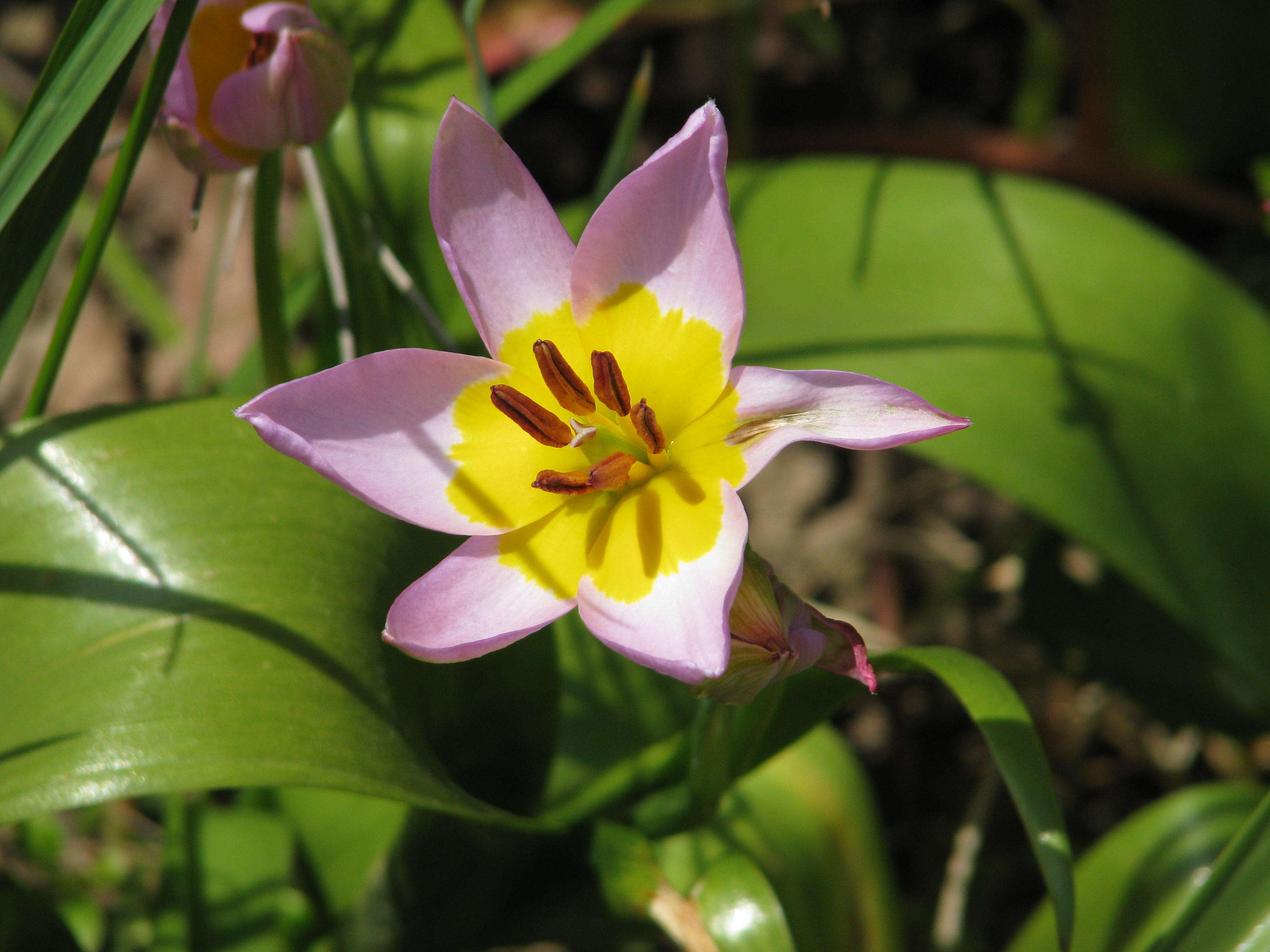 Image de Tulipa saxatilis Sieber ex Spreng.