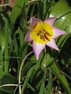 Image de Tulipa saxatilis Sieber ex Spreng.