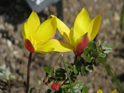 Image de Tulipa clusiana Redouté