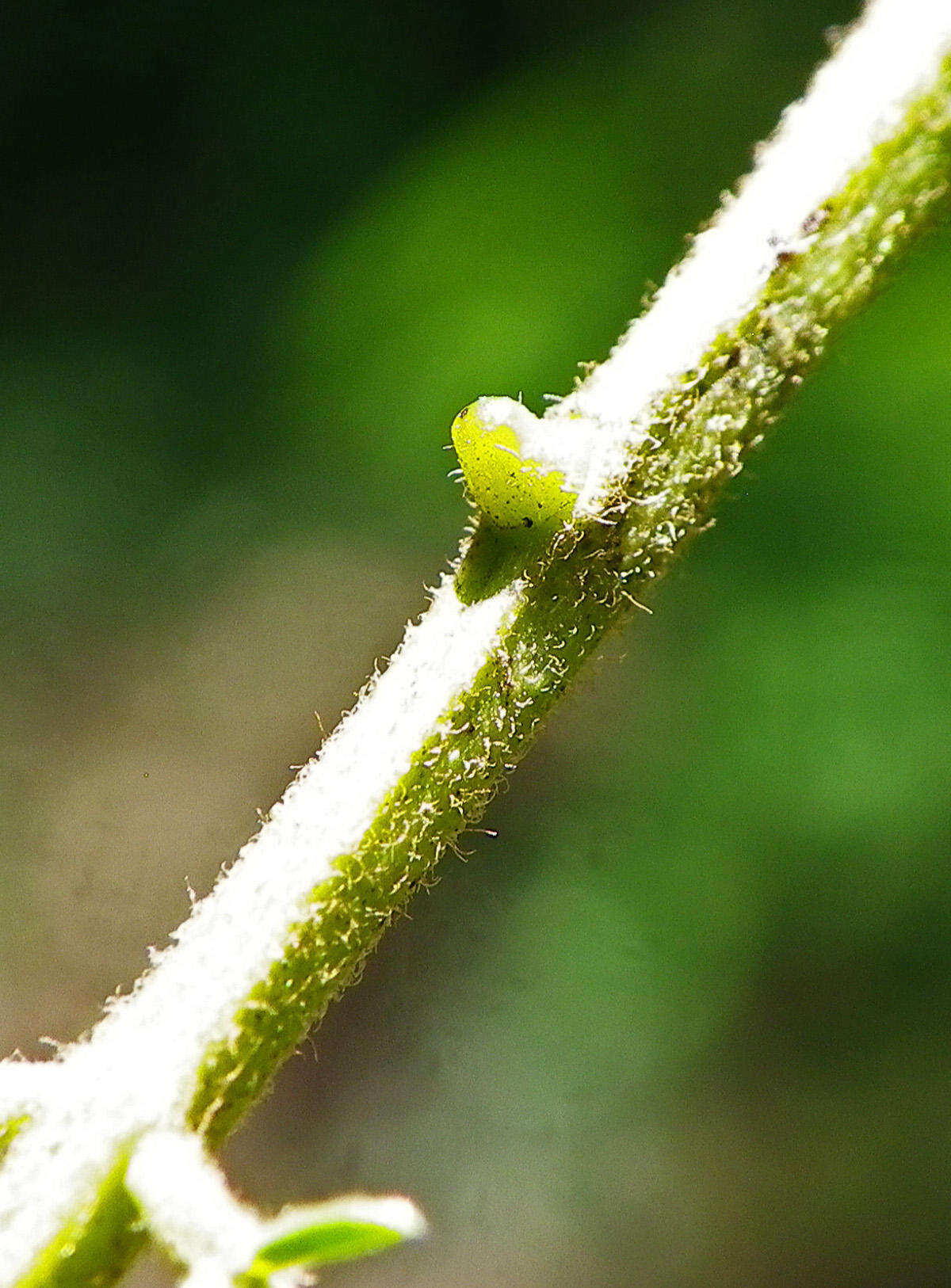 Senegalia ataxacantha (DC.) Kyal. & Boatwr.的圖片