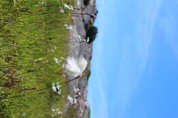 Image of common cottongrass