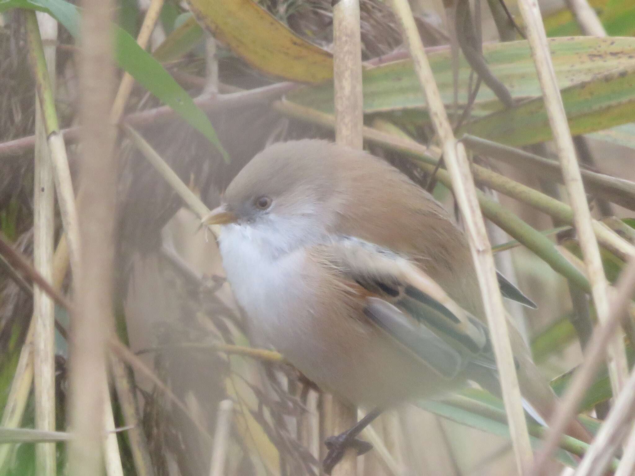 Sivun Panuridae kuva