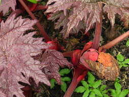 Image of Chinese Rhubarb