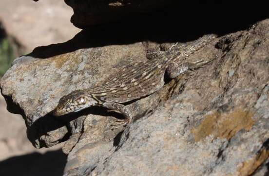 Image de Lézard à fausse ceinture de Lang