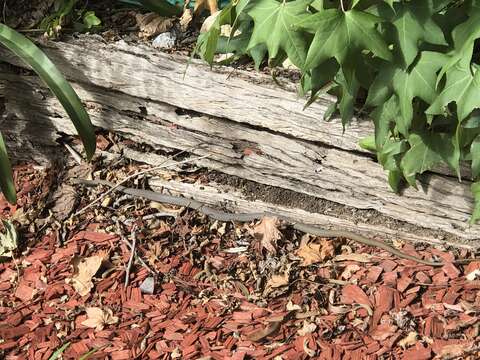 Image of Yellow-Faced Whip Snake