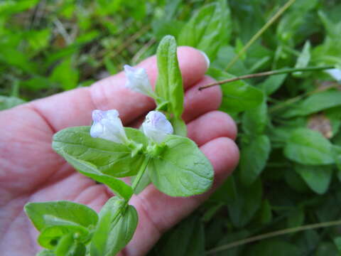 Sivun Scutellaria bolanderi A. Gray kuva