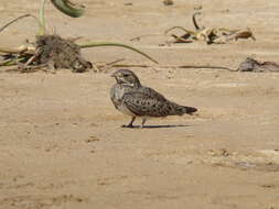 Image of Nacunda Nighthawk