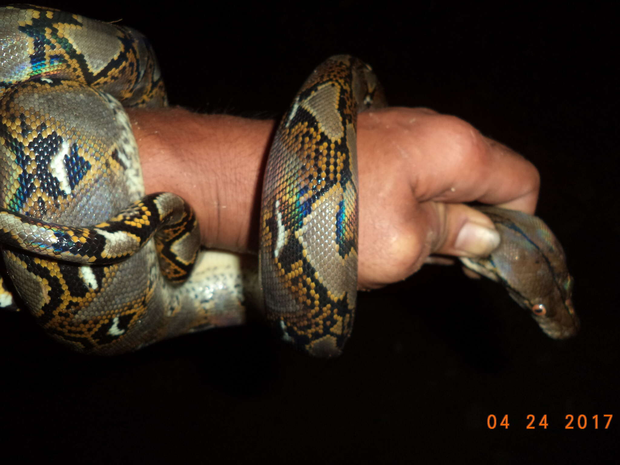 Image of Malayopython Reynolds, Niemiller & Revell 2013