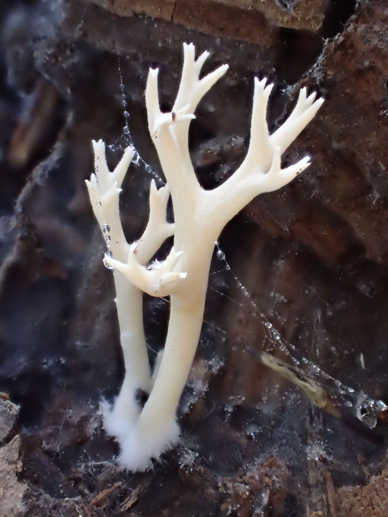 Image of Ramaria pinicola (Burt) Corner 1961