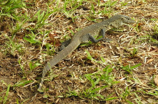 Image of Ornate monitor