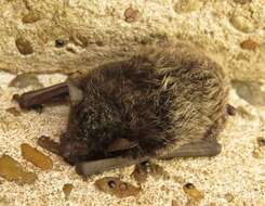 Image of Silver-tipped Myotis