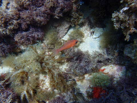 Image of Cardinal Fish