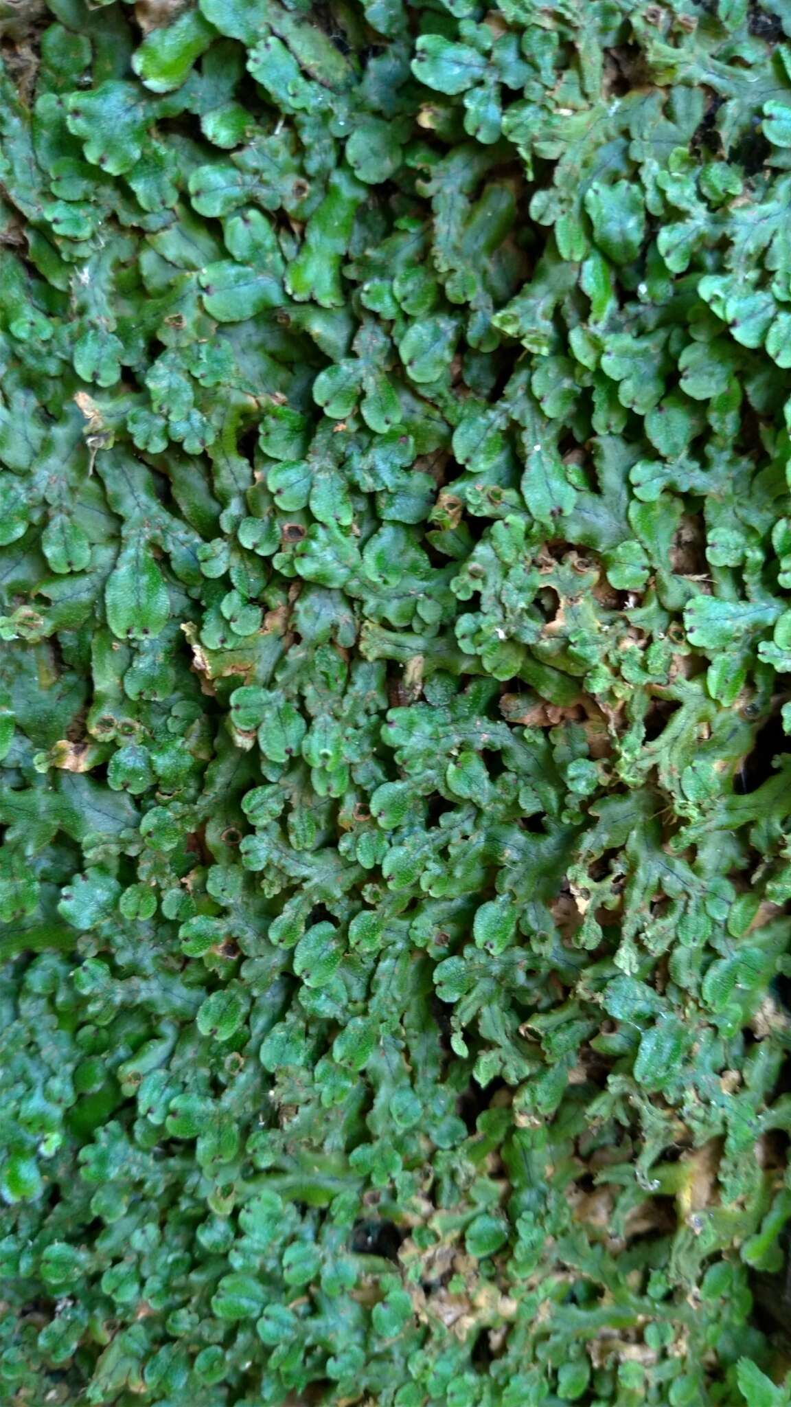 Image of Marchantia pinnata Steph.