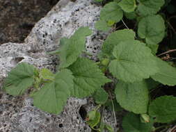 Image of heartleaf fanpetals