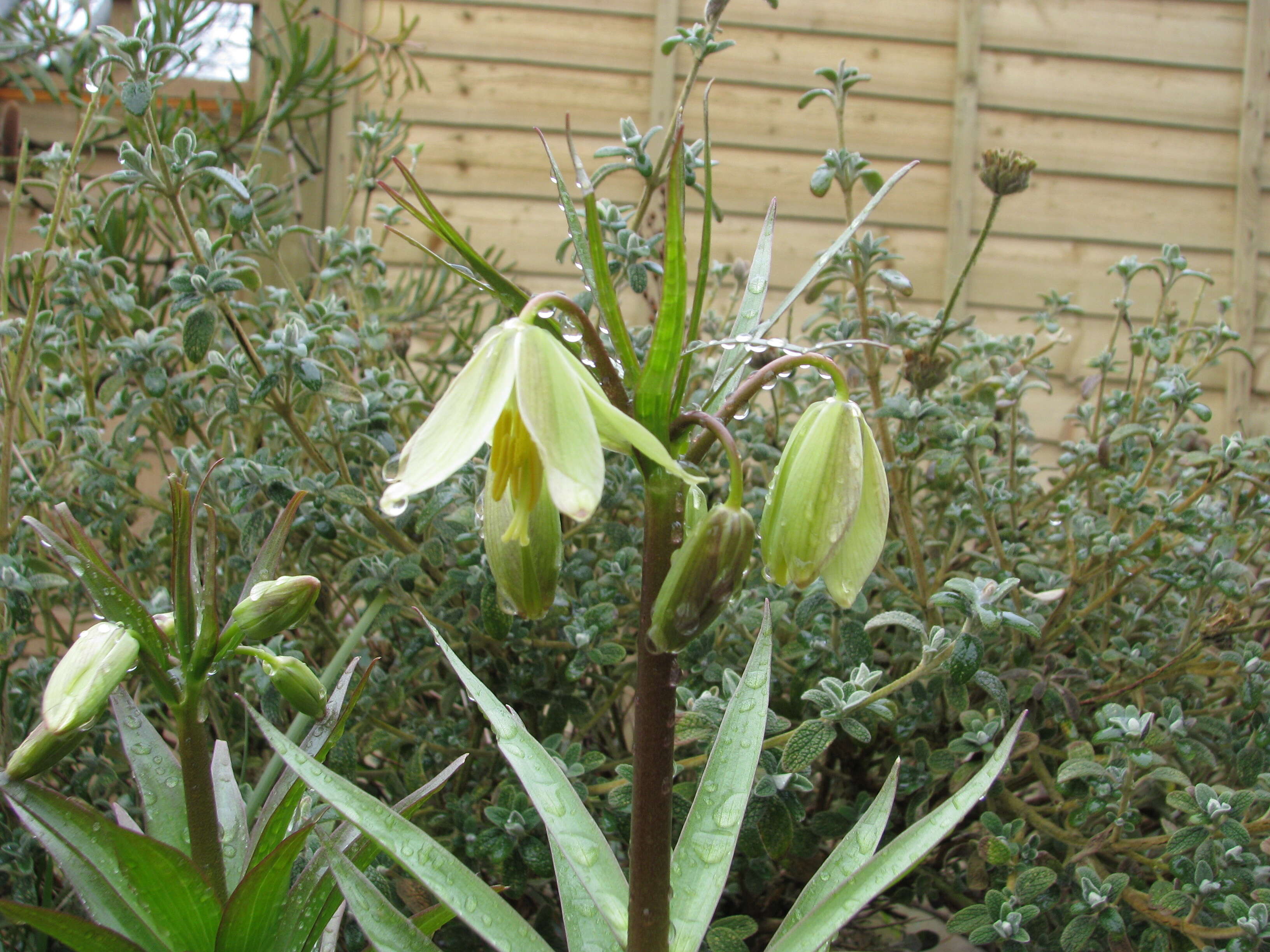 Image of Fritillaria raddeana Regel