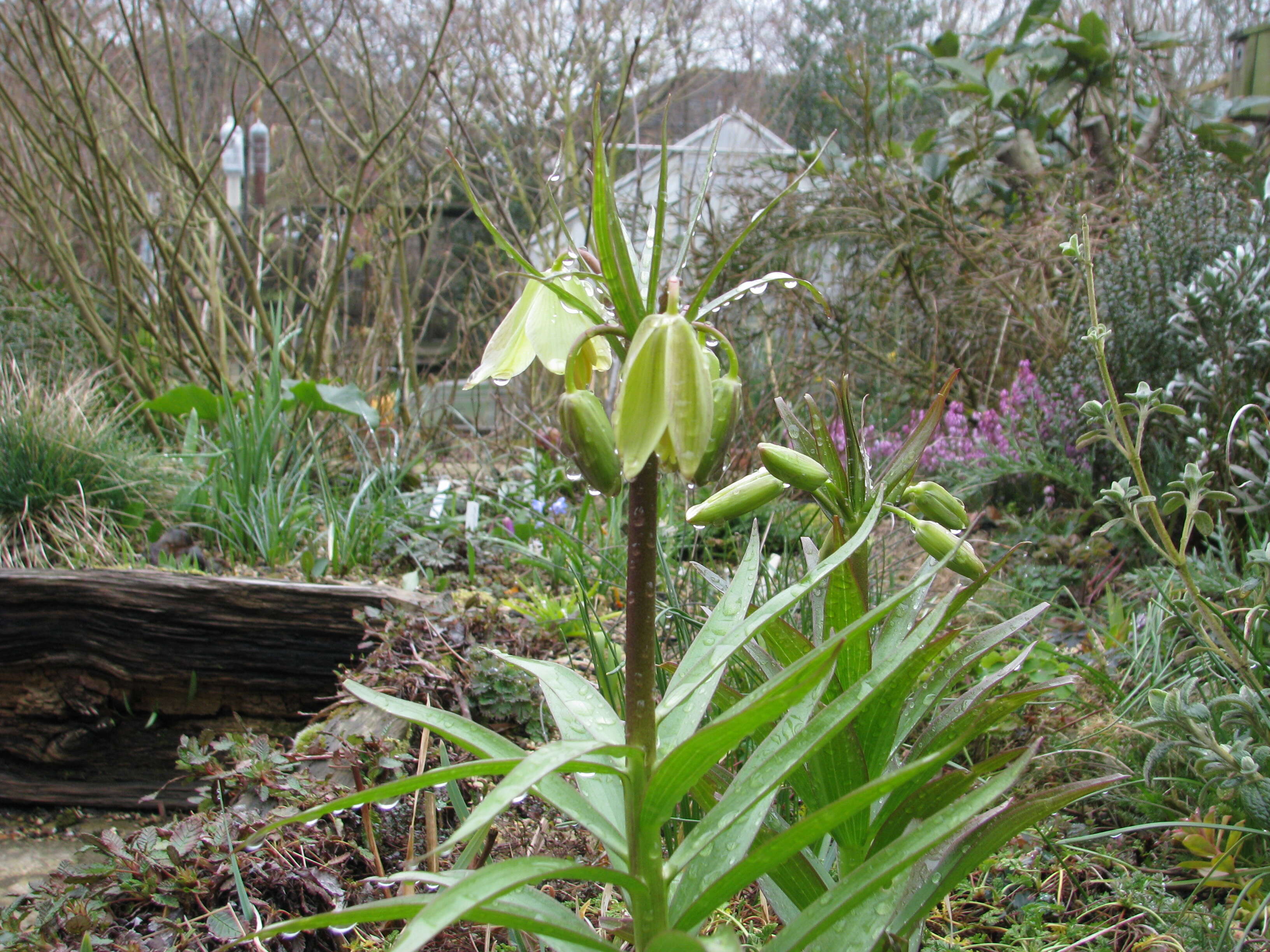 Image of Fritillaria raddeana Regel